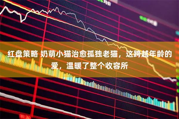 红盘策略 奶萌小猫治愈孤独老猫，这跨越年龄的爱，温暖了整个收容所